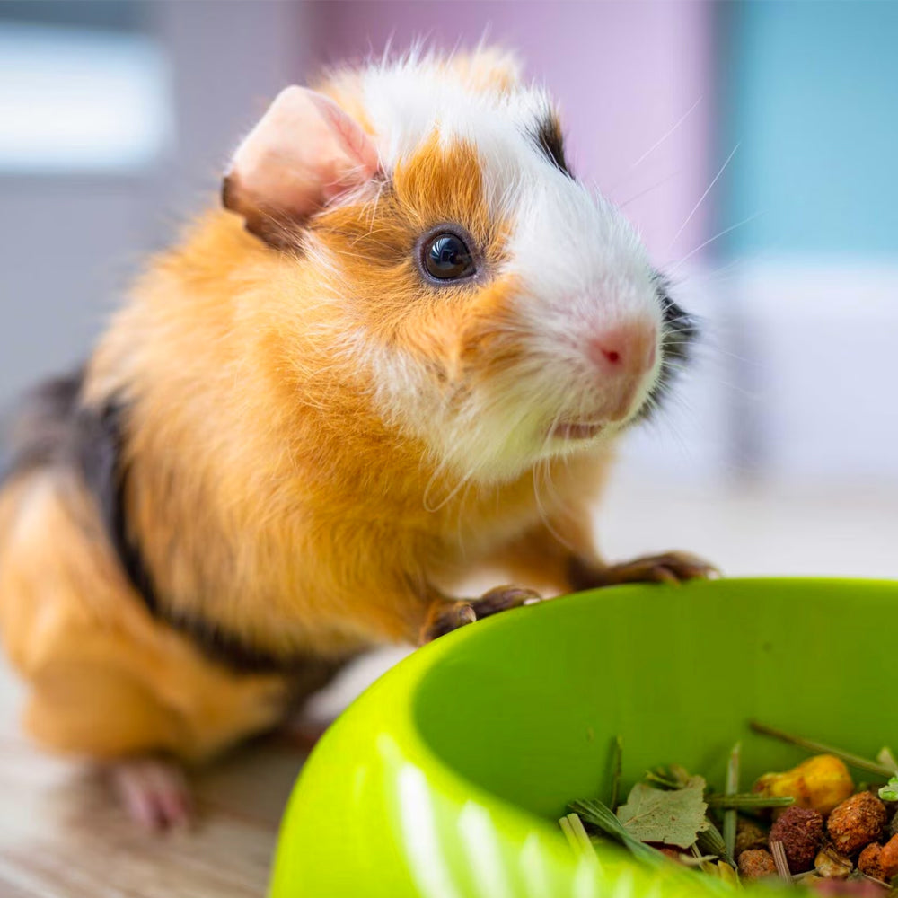 Panto di Verdure Secche per Fagioli Nani 500gr Alimento Complementare per Porcellini d'India e Criceti