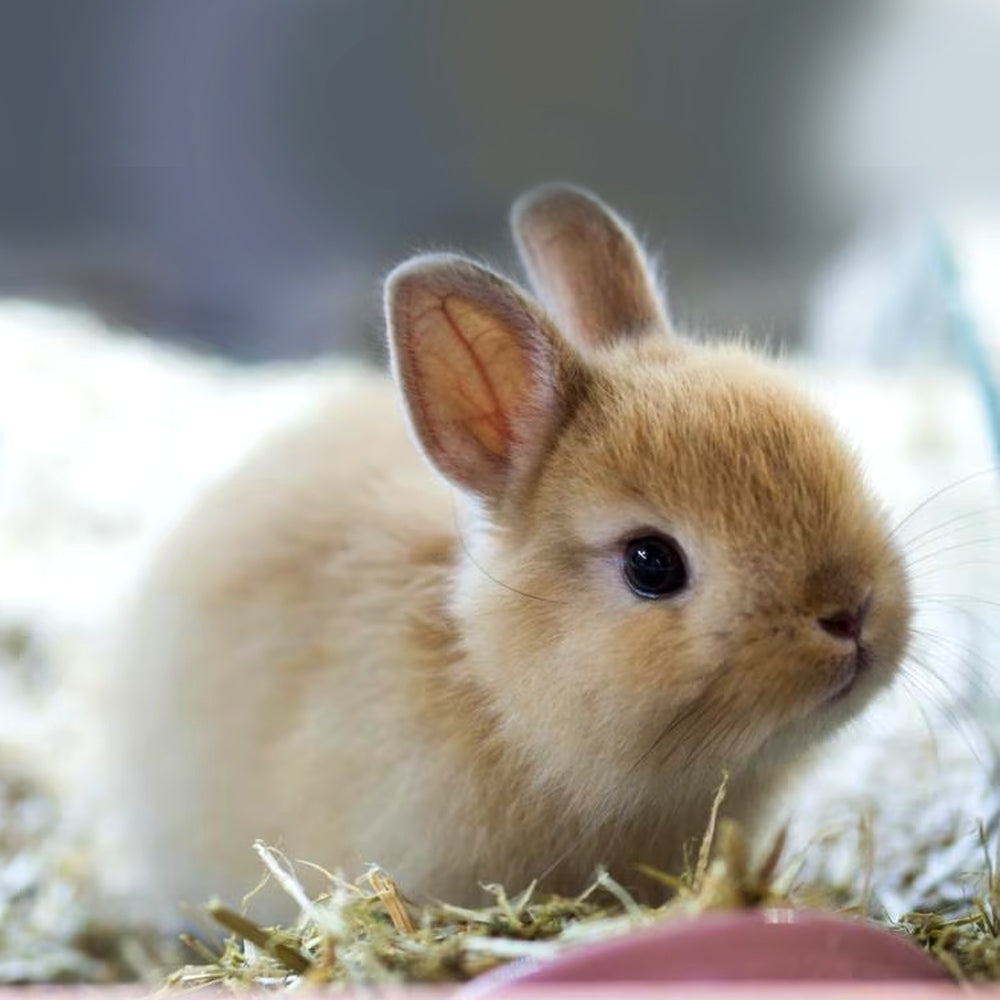 Panto di Verdure Secche per Fagioli Nani 500gr Alimento Complementare per Porcellini d'India e Criceti