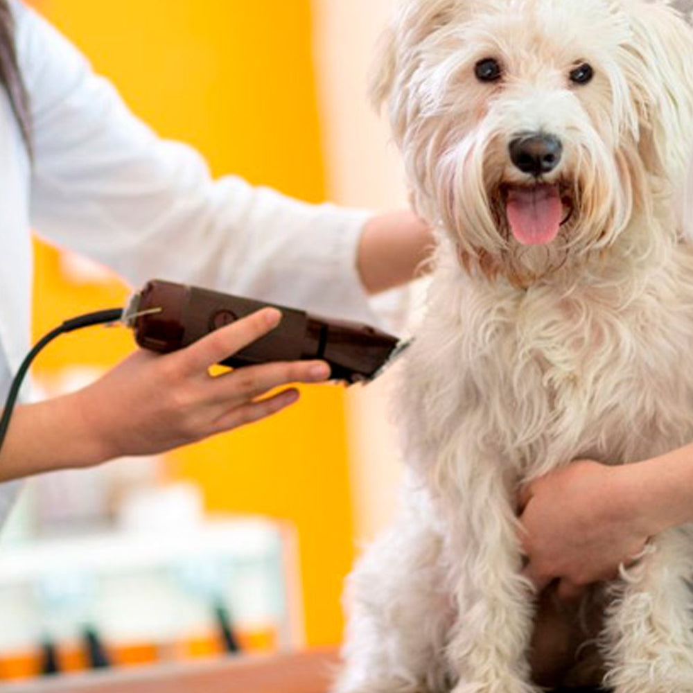 Macchina per la Toelettatura OSTER GOLDEN A5