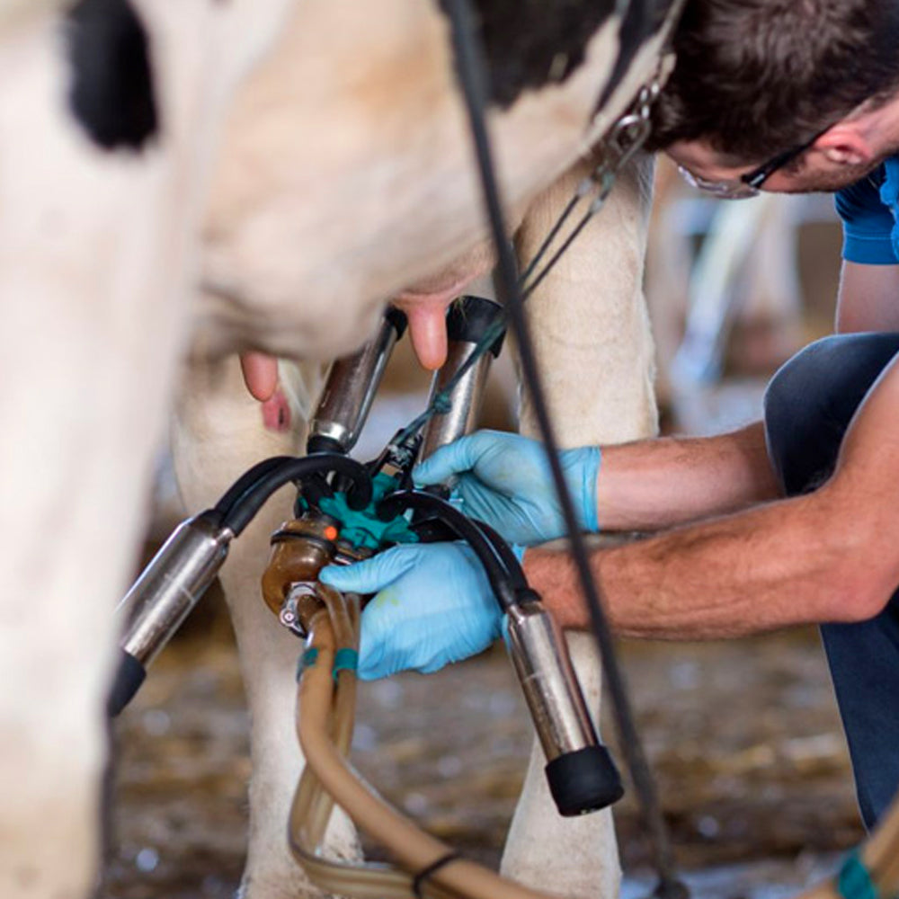 Mungitrice carrellata bovini