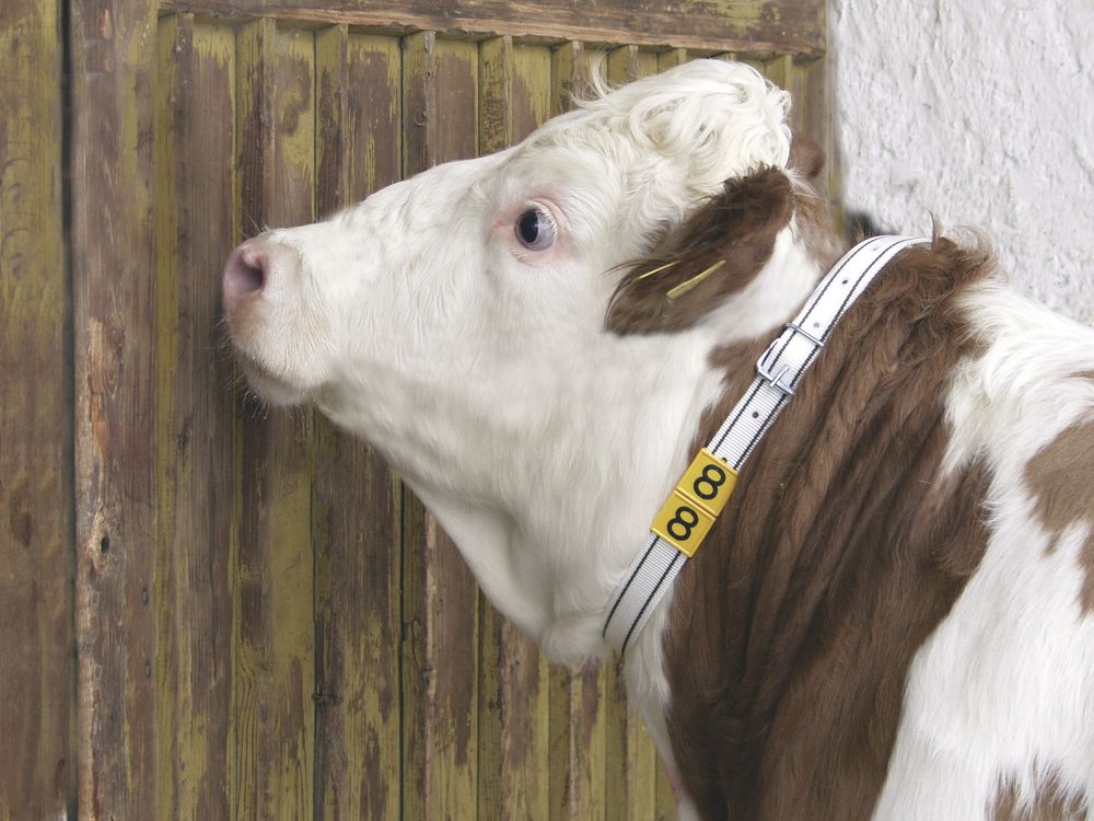 Collare marcabile per bovini