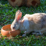 Nobby - Ciotola in cercamica per conigli