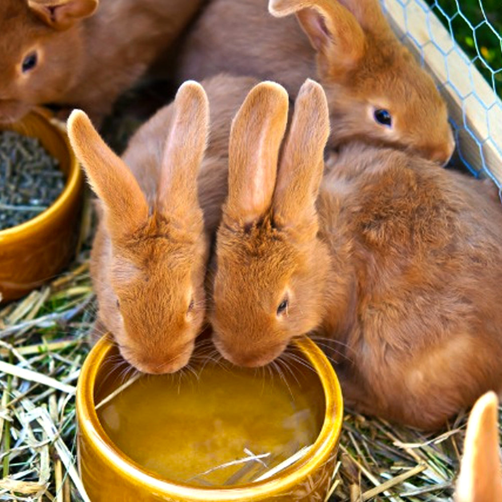 Nobby - Ciotola in cercamica per conigli