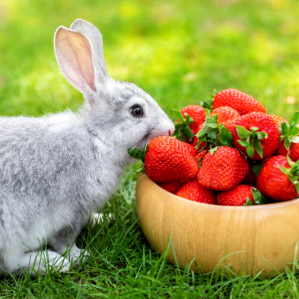 Nobby - Ciotola in cercamica per conigli