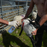 Spray Marcatore per Pecore Identificazione