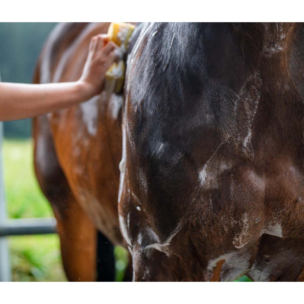 Shampoo per cavalli con olio di roccia tirolese