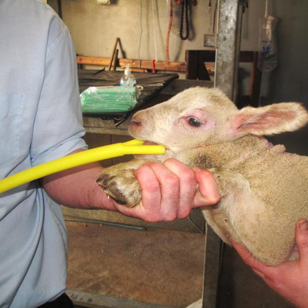 Aiuto parto per ovi-caprini