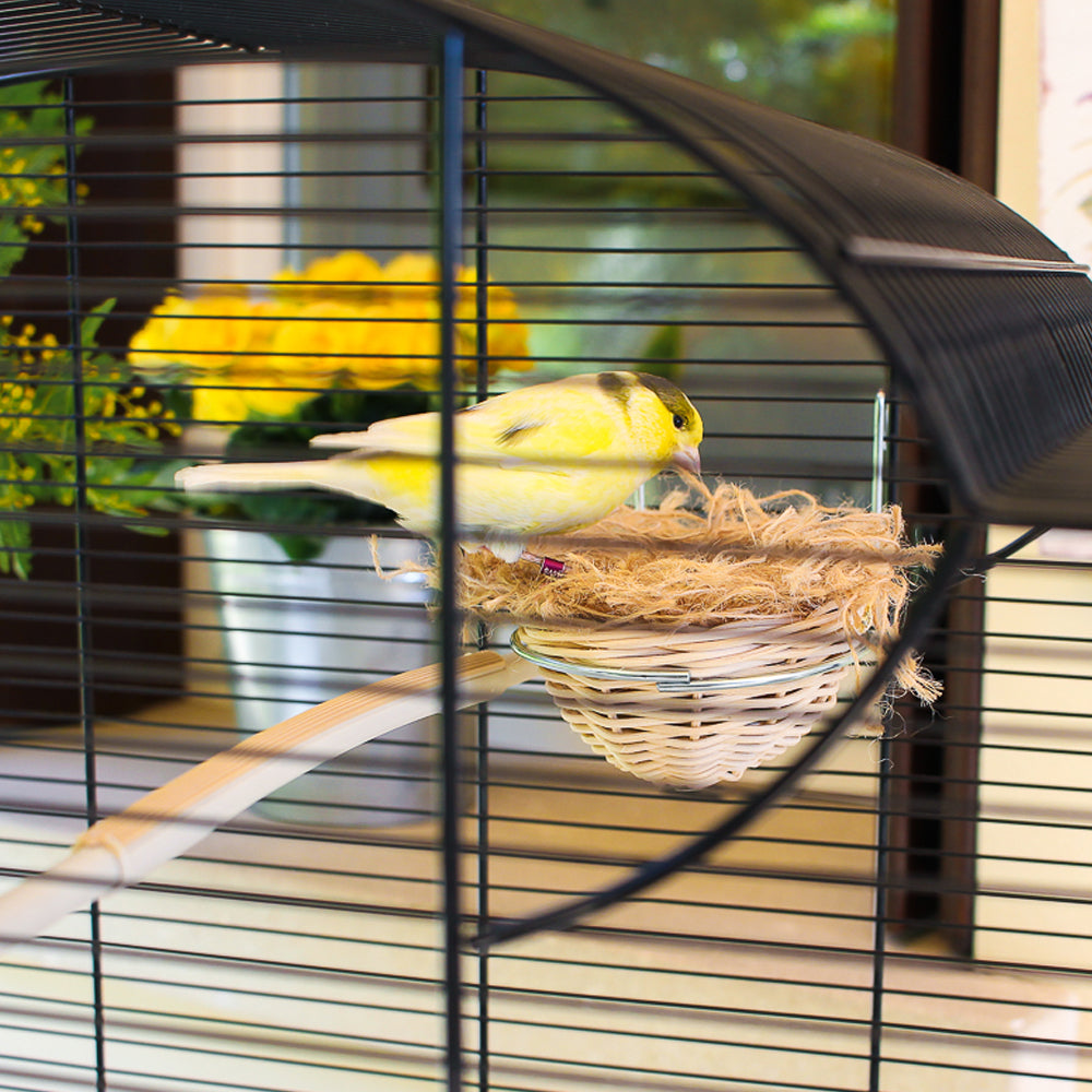 uova finte per uccelli esotici