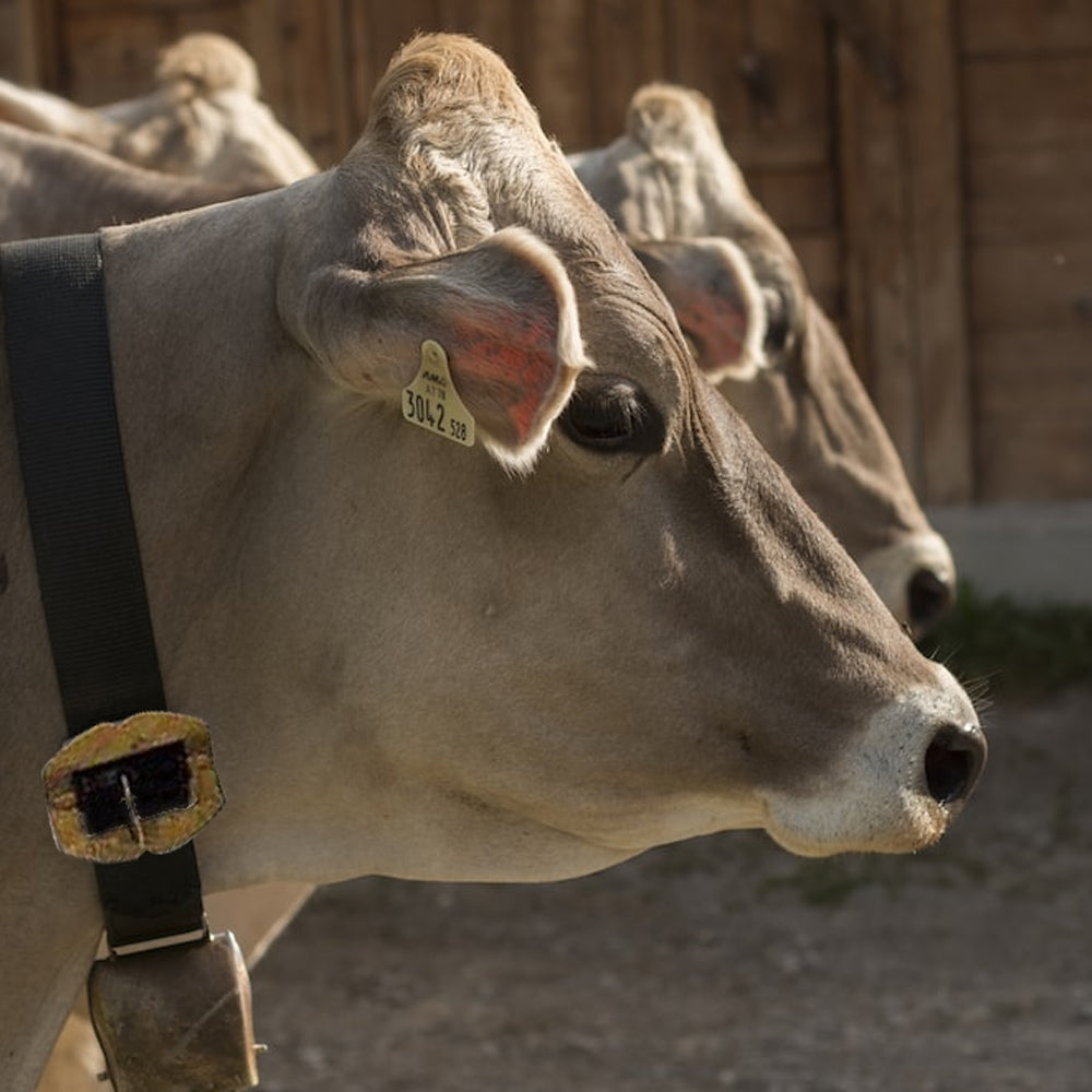 Cinghia in Pelle per Bovini con Collare – 120cm