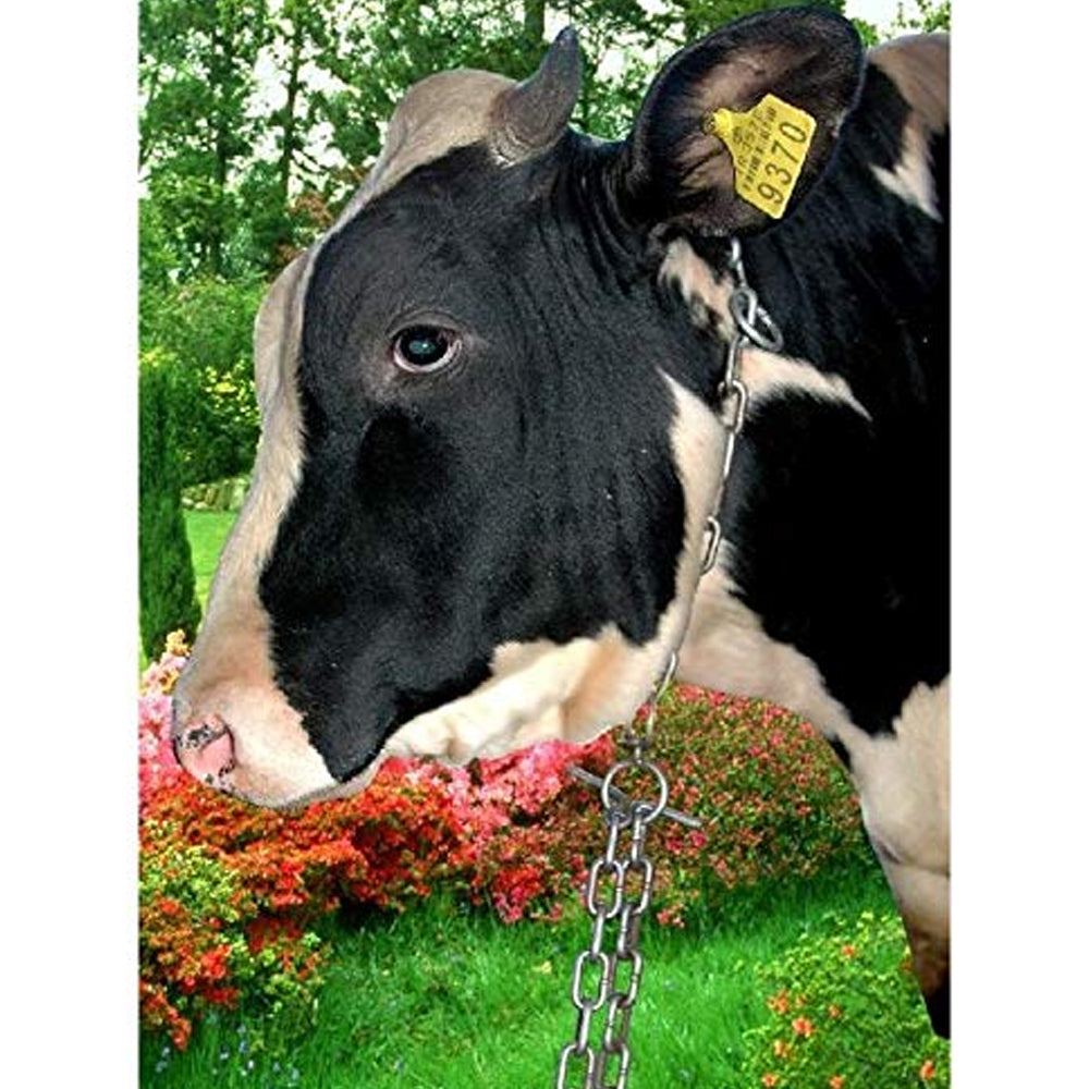 Alamaro con Anello Ovale in Metallo per Bovini