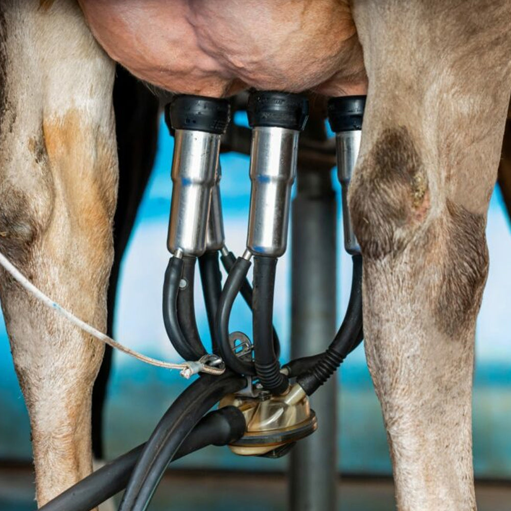 Copertura inferiore per collettore lattazione mungitura professionale