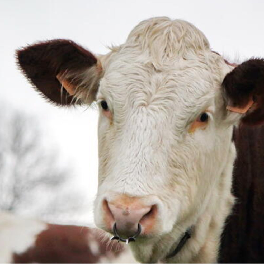 Antisucchio bovini in metallo