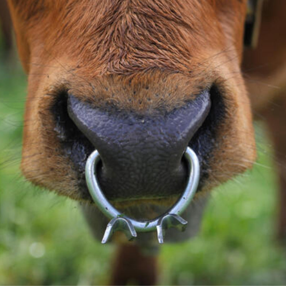 Antisucchio bovini in metallo