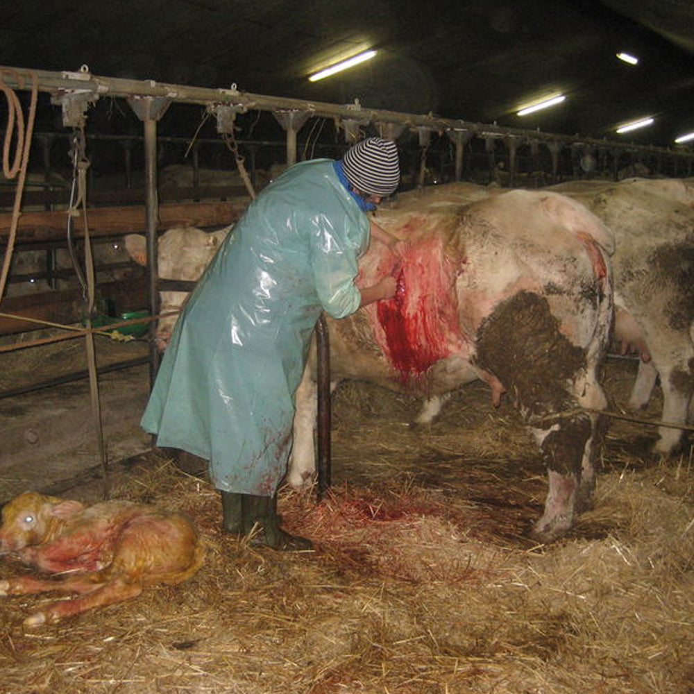 Camice veterinario in nylon verde