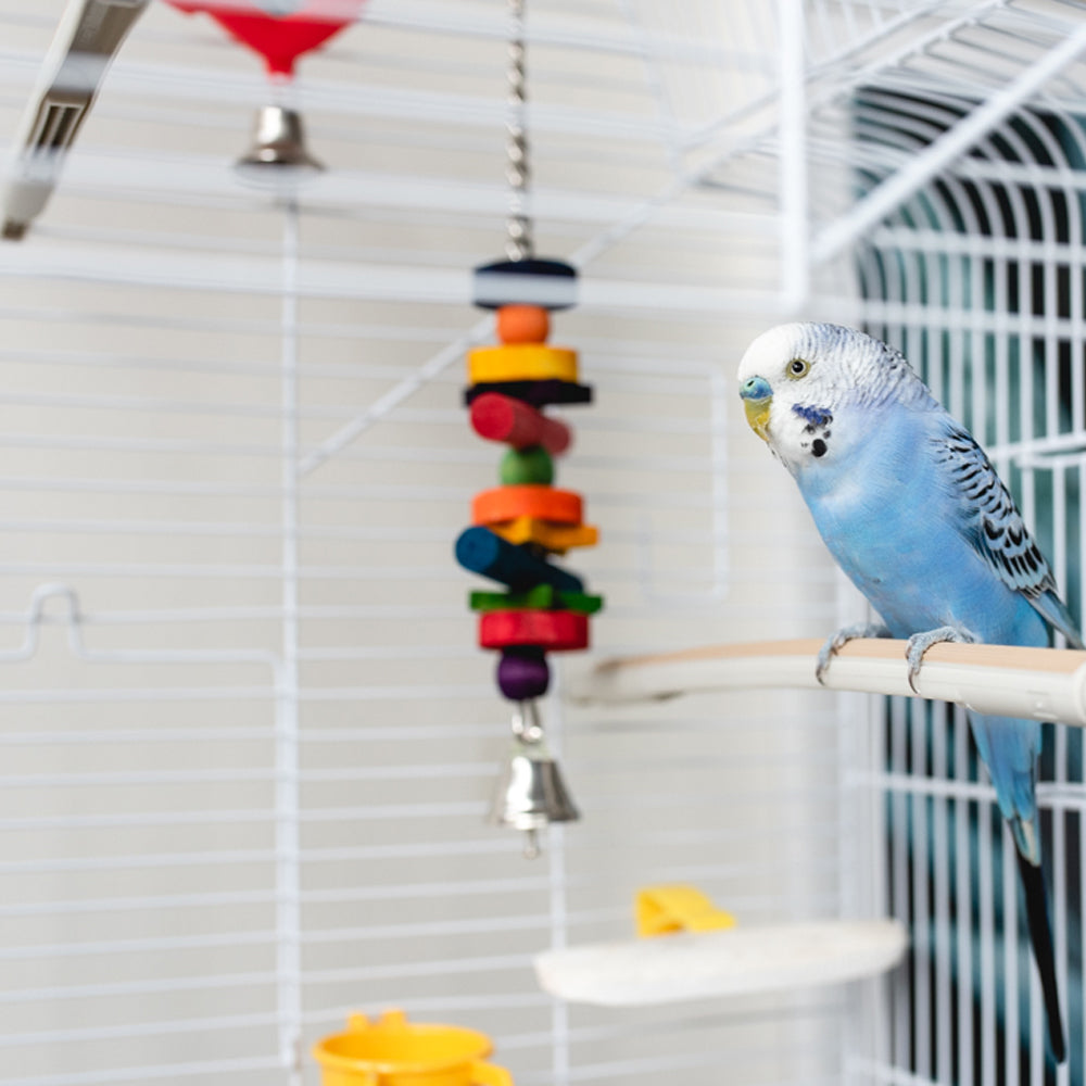 Gioco pendente per pappagallo