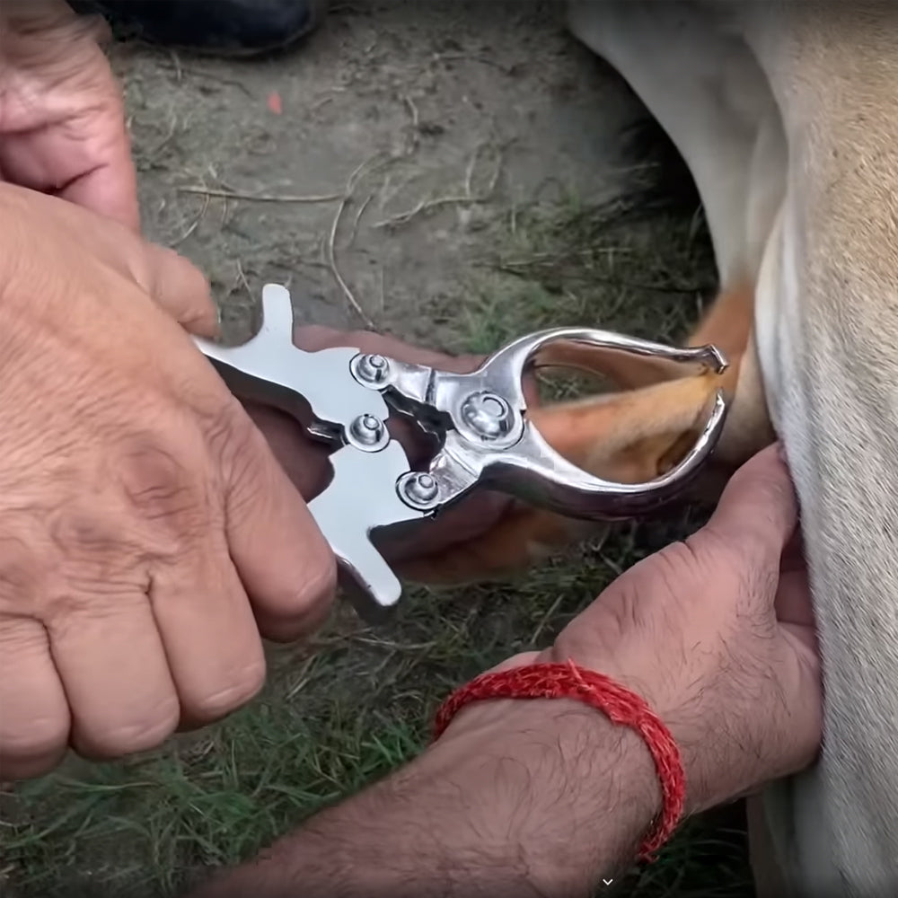 castratore emasculatore pinza