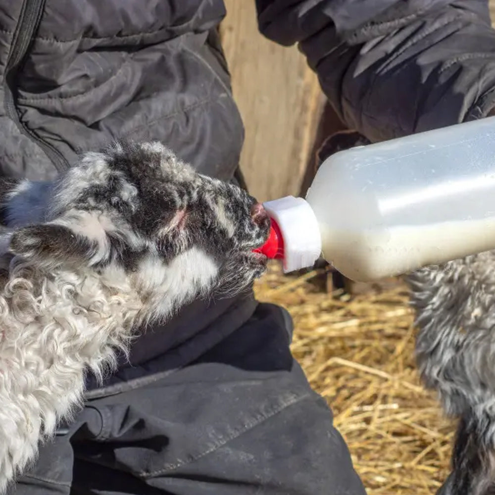 Biberon per agnelli 500ml completo