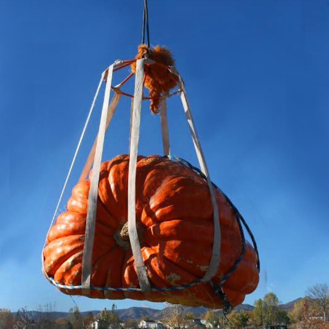 Lettera di semi di zucca - Girasole