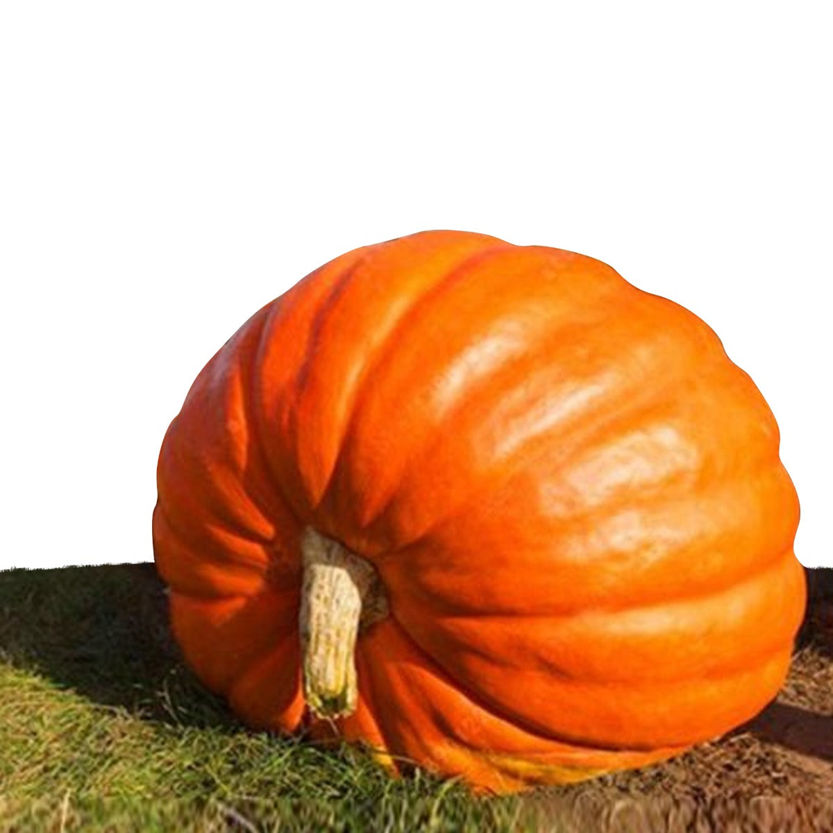 Lettera di semi di zucca - Girasole