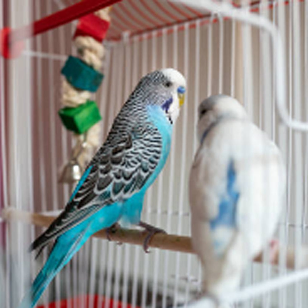 Gabbia per pappagalli DIVA