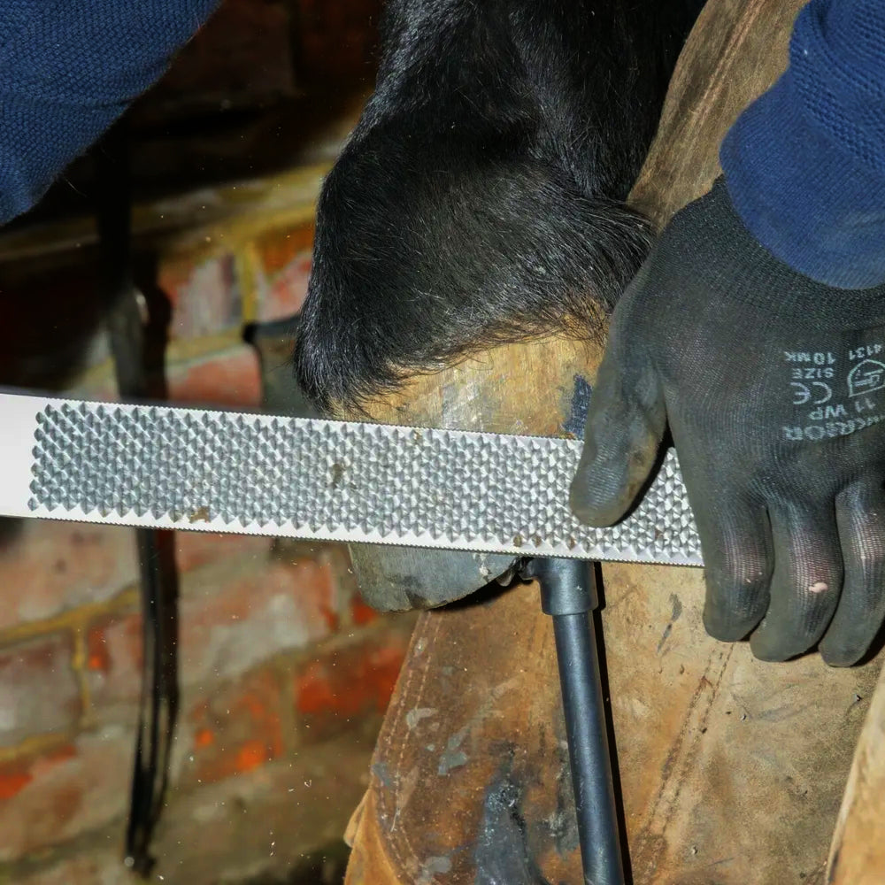 Manutenzione unghie cavallo