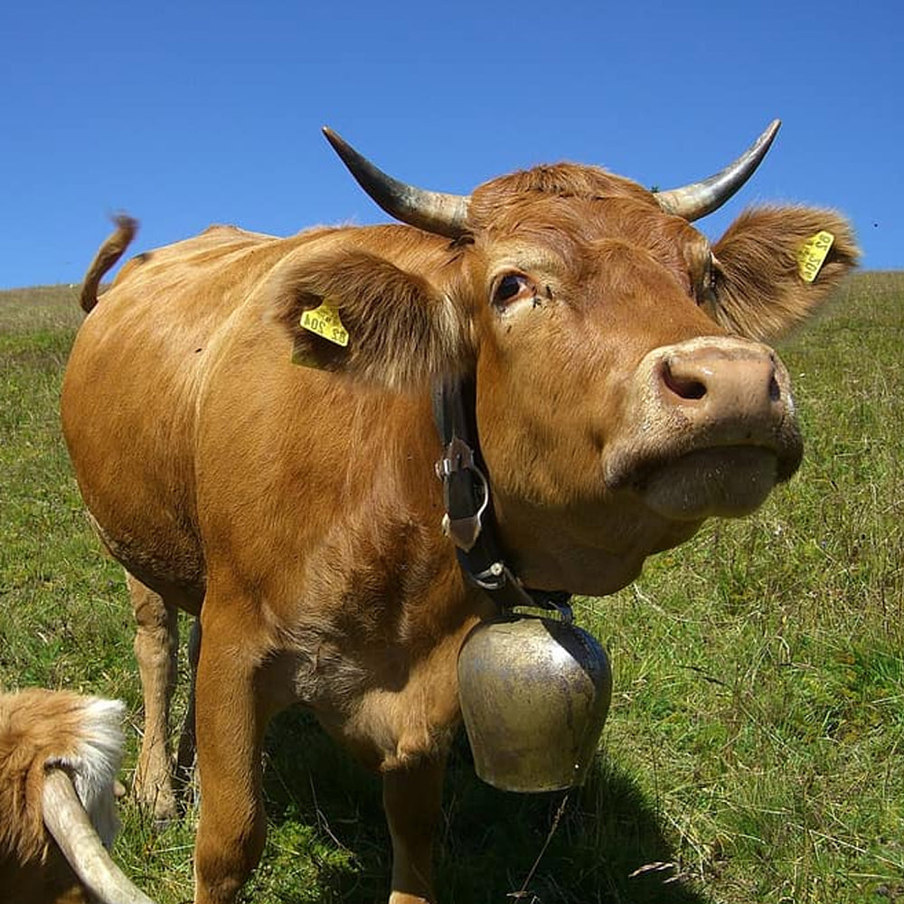 Campane piatte Per mucche, pecore e carpe