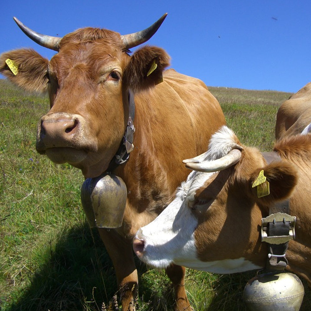 Campane piatte Per mucche, pecore e carpe