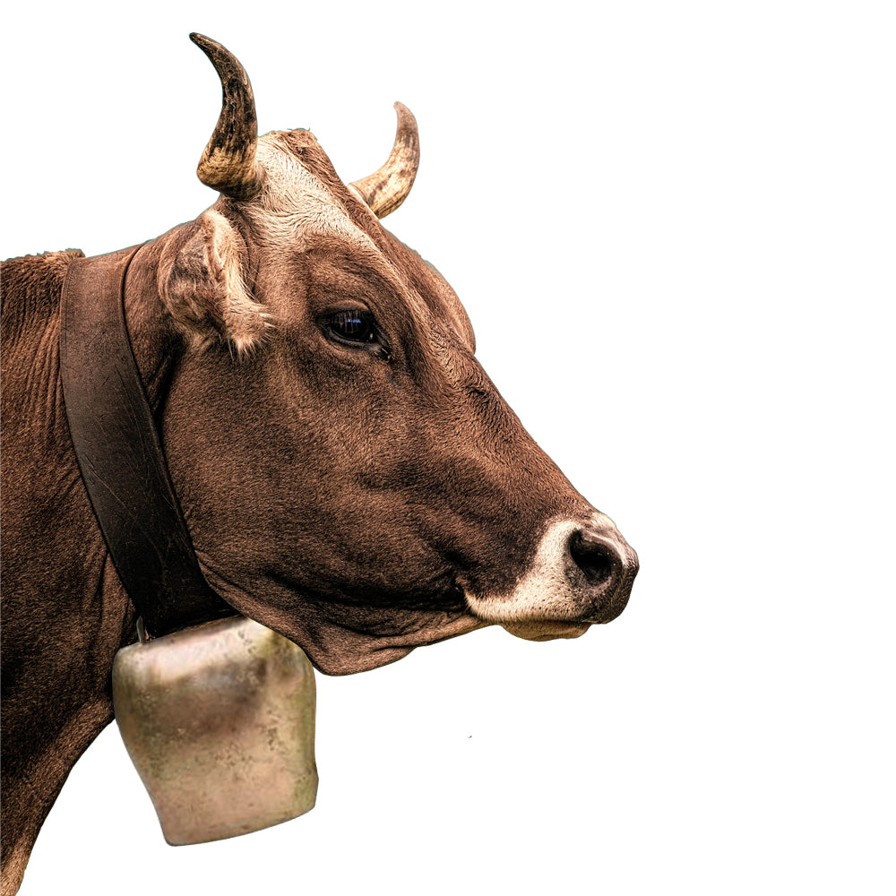 Campane piatte Per mucche, pecore e carpe