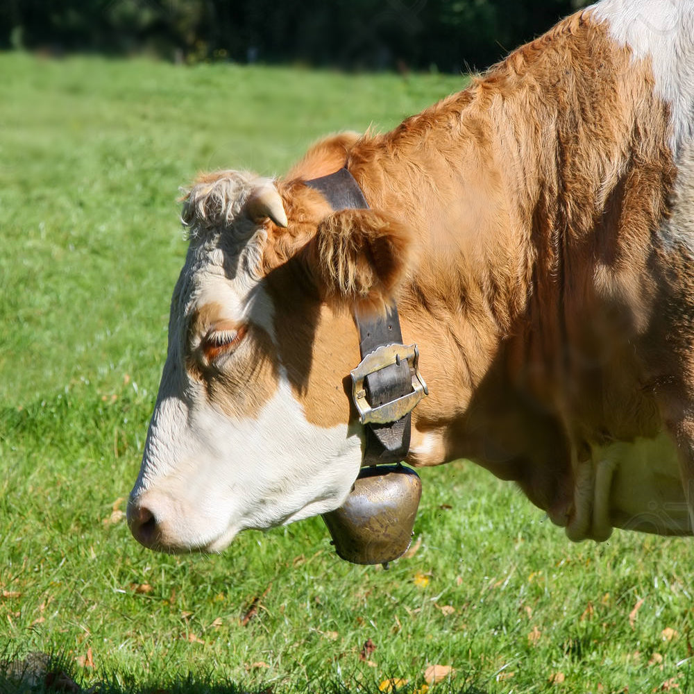 Campanaccio sardo medio
