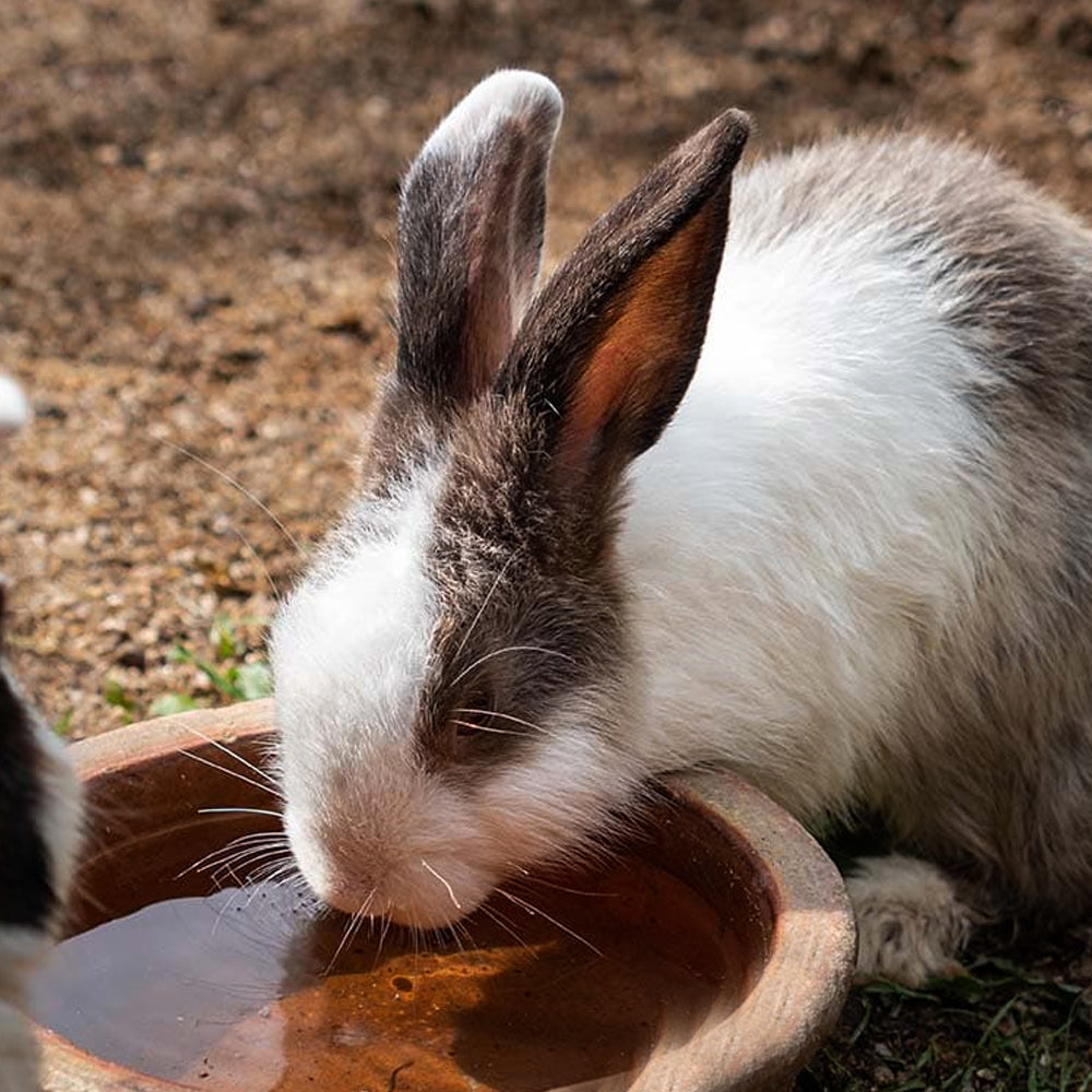 Ciotola in ceramica smaltata doppia per coniglia