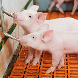 Gerät zur manuellen Tränkung von Schweinen