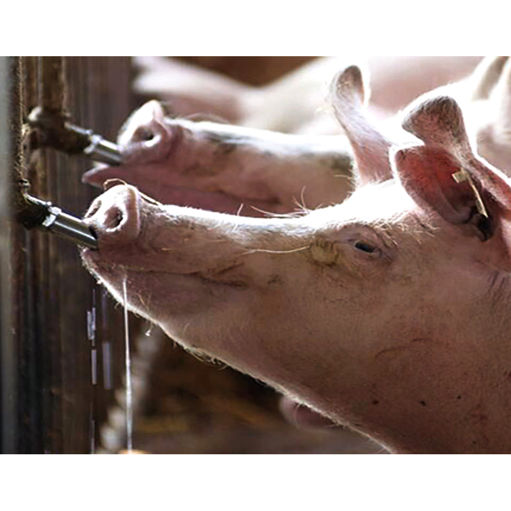 AquaGlobe Nipplo a mordente con filettata in ottone per suini