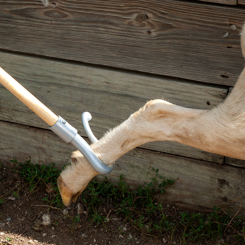 uncino bastone pastore