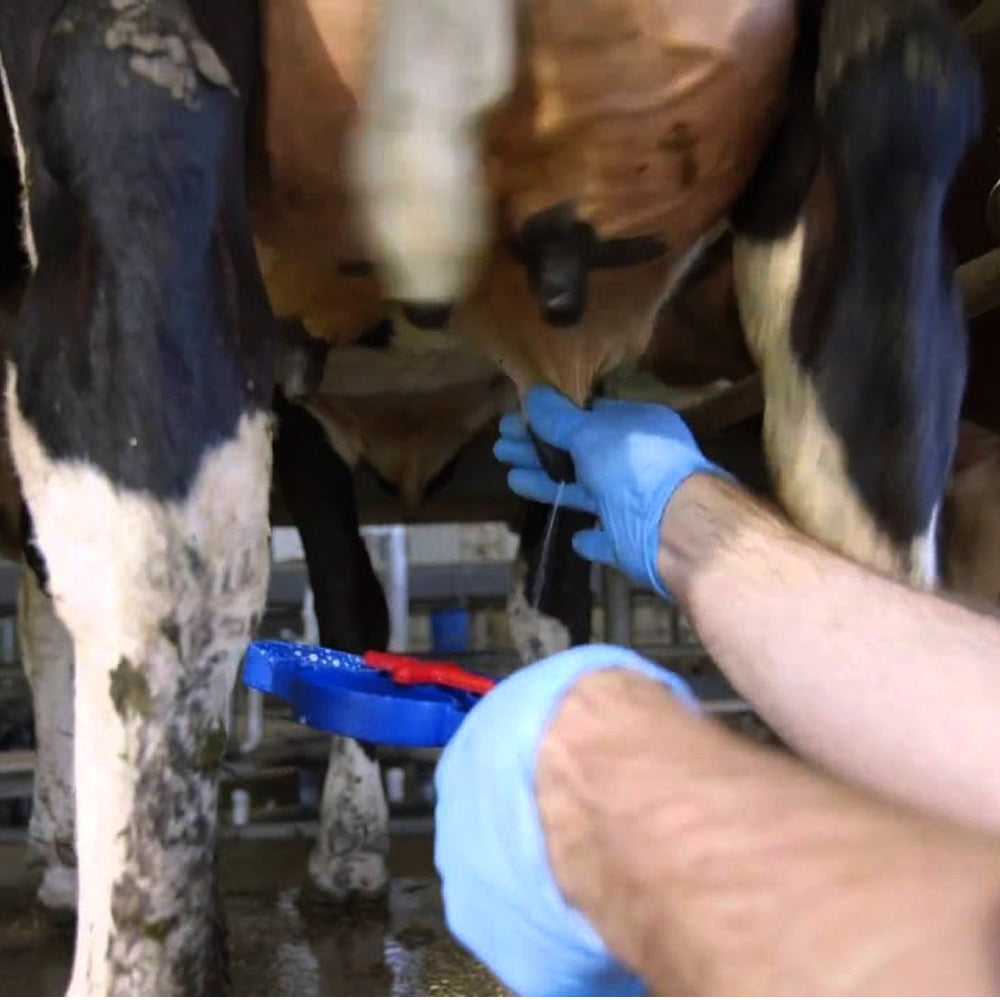 Controllo del latte Milchtest