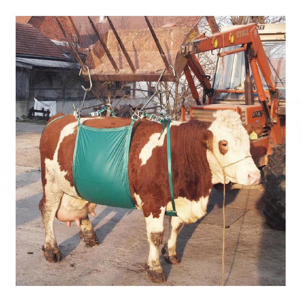 Fascia di sollevamento vacche pvc