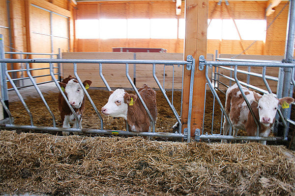 Diagonale alimentazione anteriore per giovani bovini