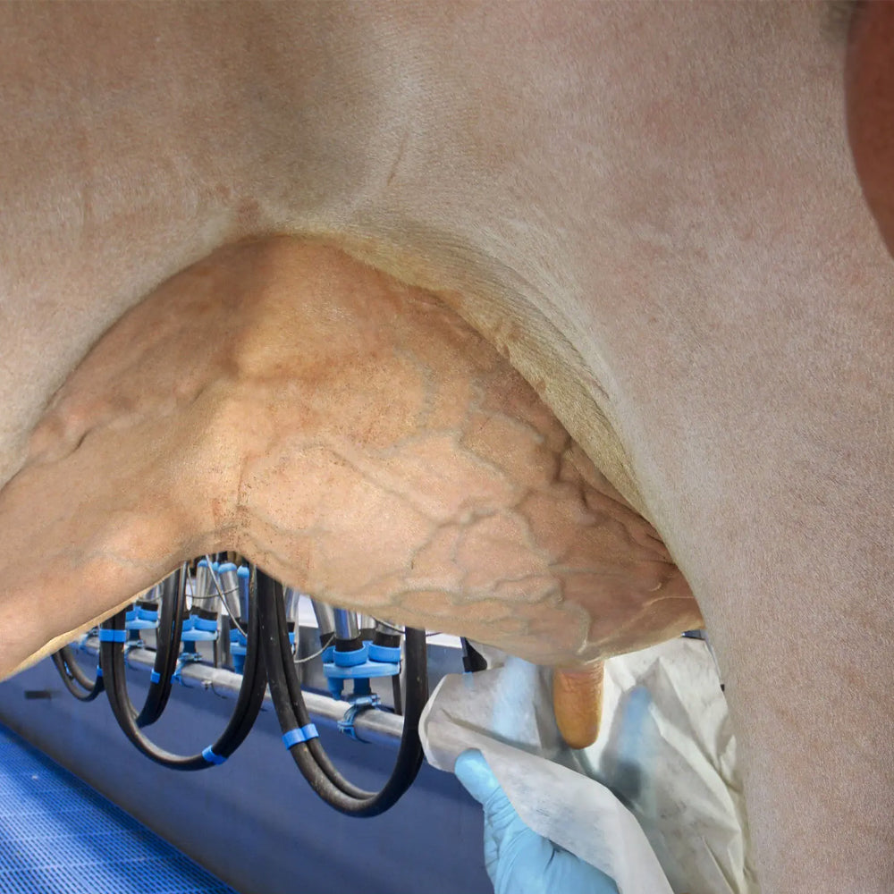 Salviette umidificate Uddero