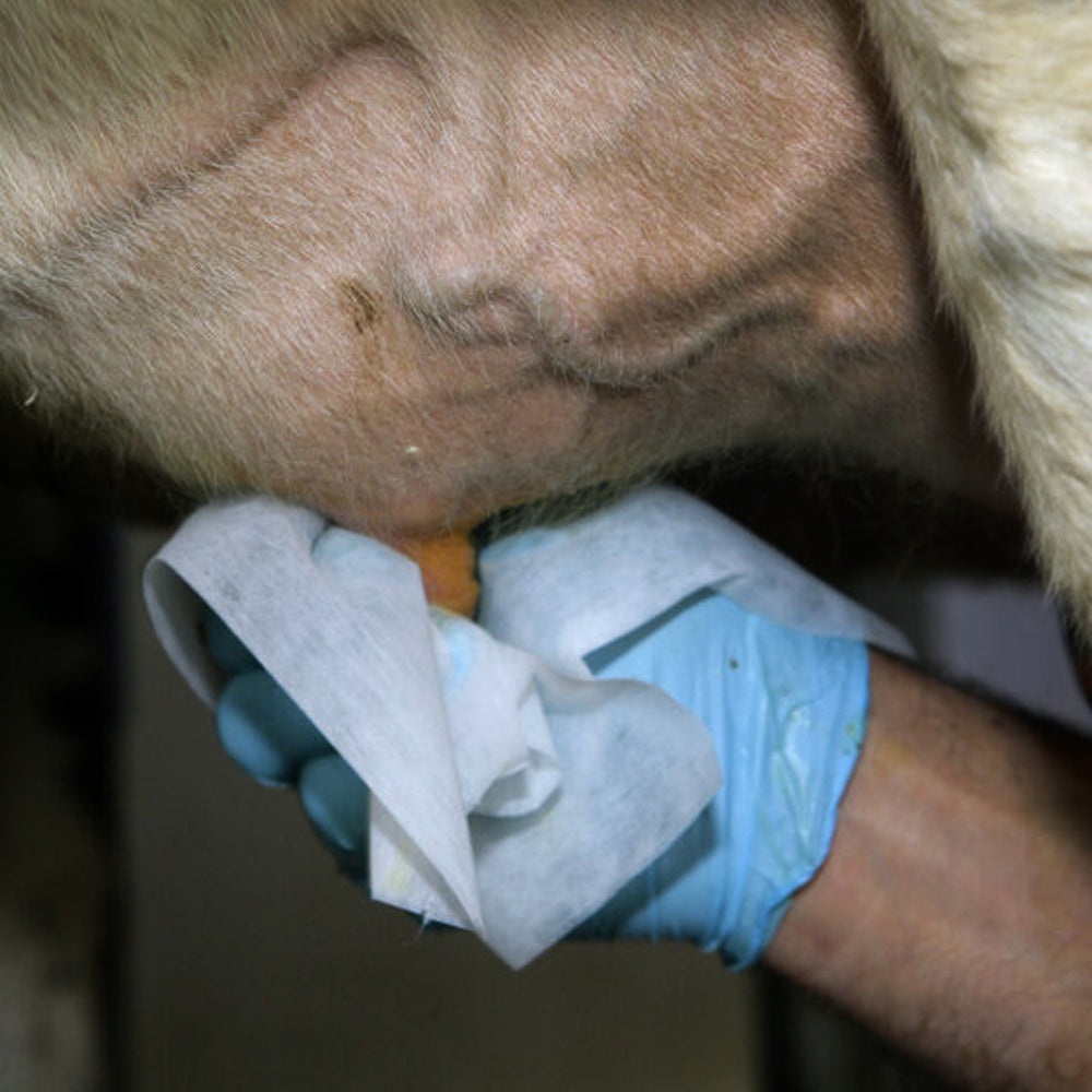 Salviette umidificate Uddero