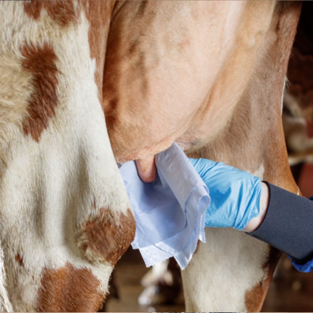 Salviette umidificate Uddero