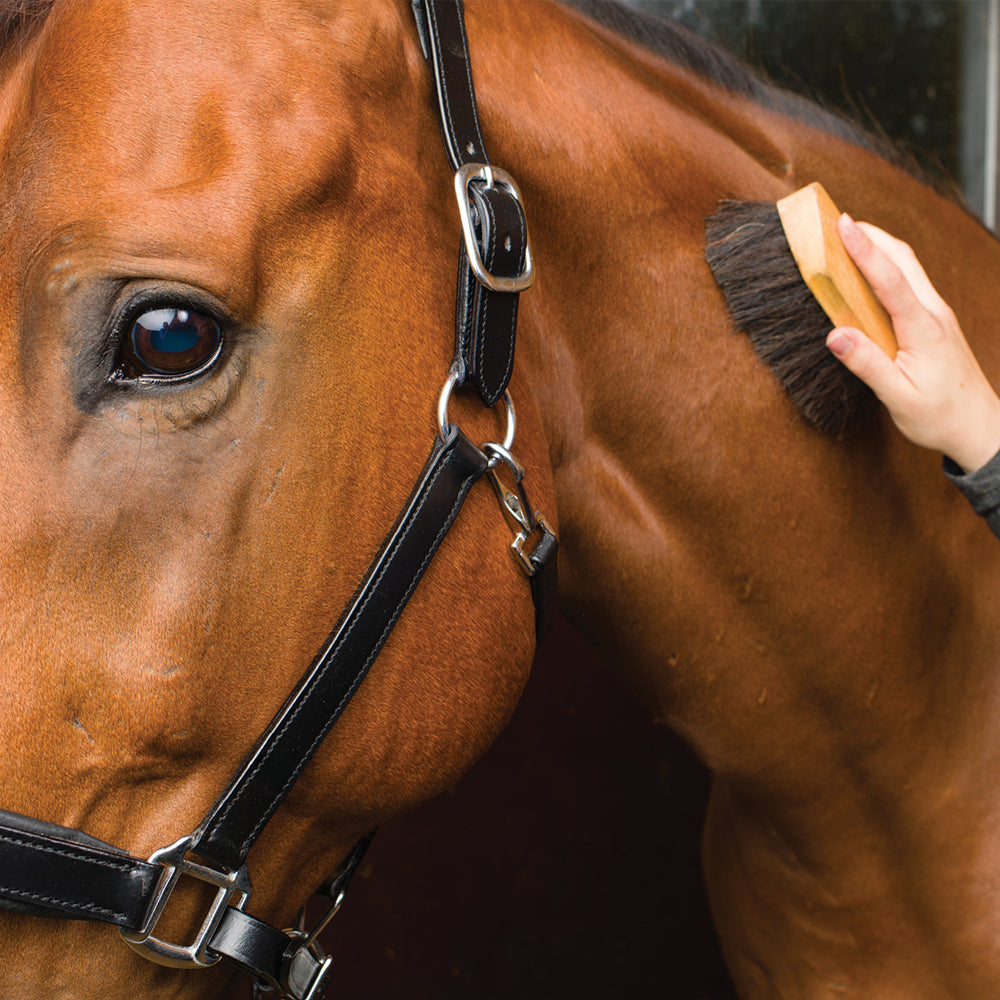 Spazzola con setole nere