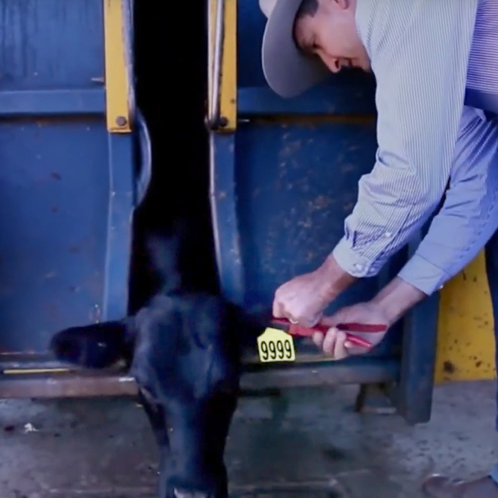 Pinza per marche auricolari per Allflex