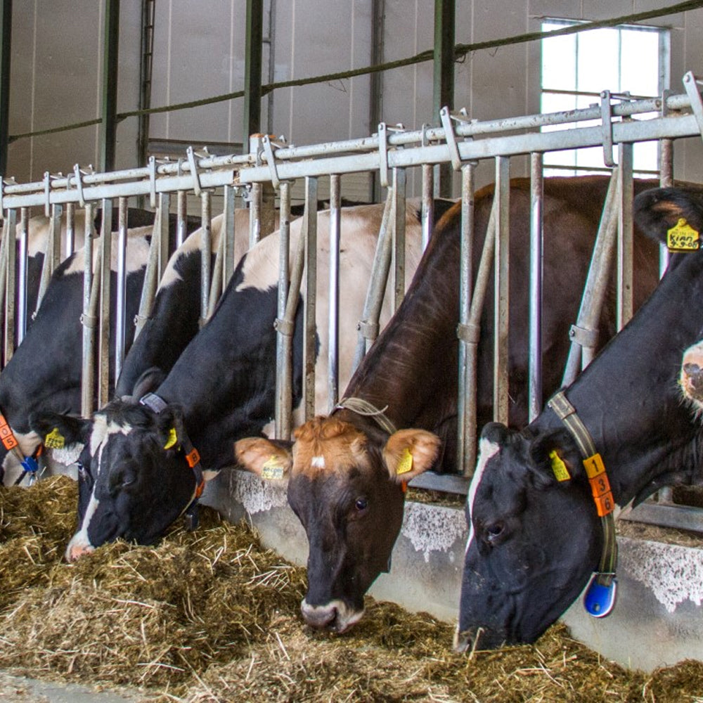 Mangiatoie autobloccanti bovini – Griglie robuste mucche vitelli