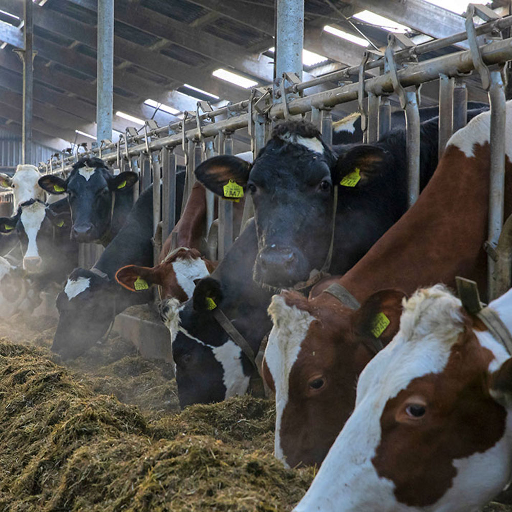 Mangiatoie autobloccanti bovini – Griglie robuste mucche vitelli