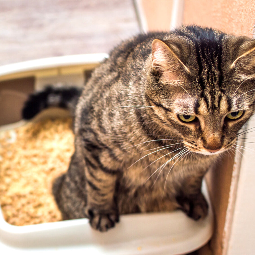 Toilette per gatti con bordo lettiera con cornic