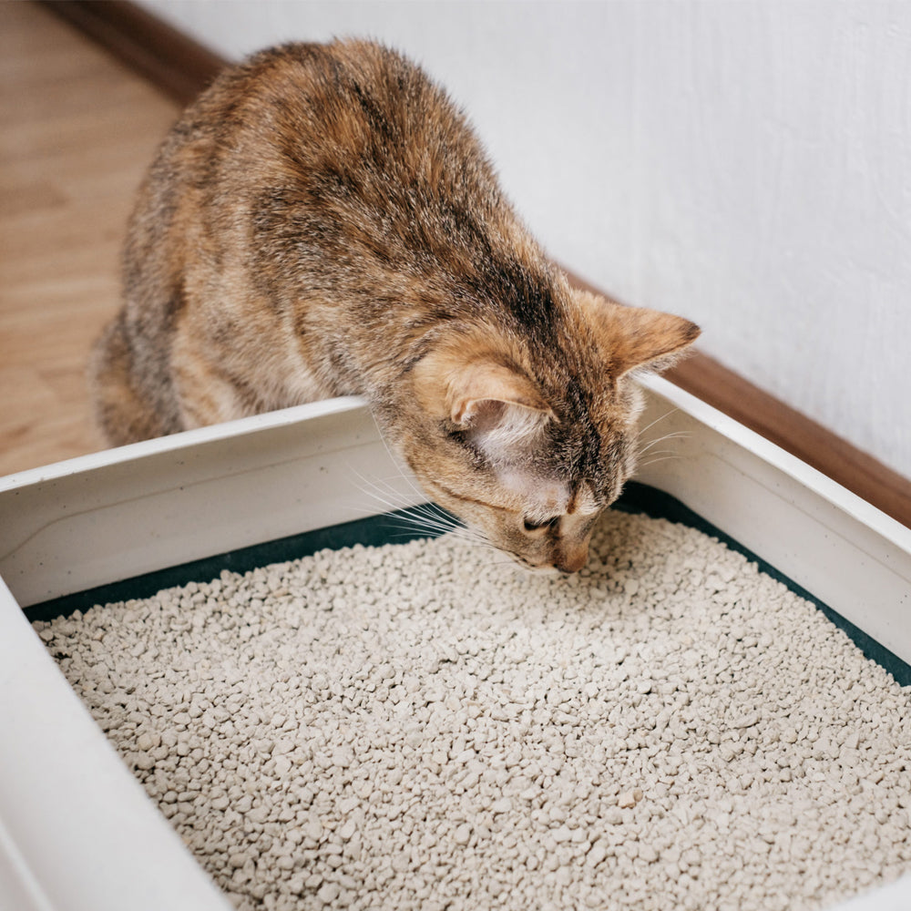 Toilette per gatti con bordo lettiera con cornic