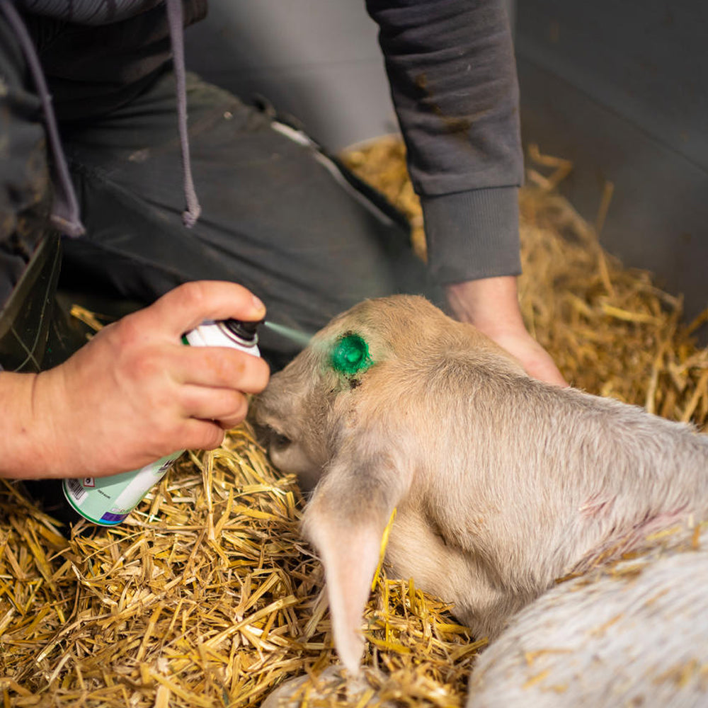 Spray per la cura della pelle e dello zoccolo IntraRepiderma