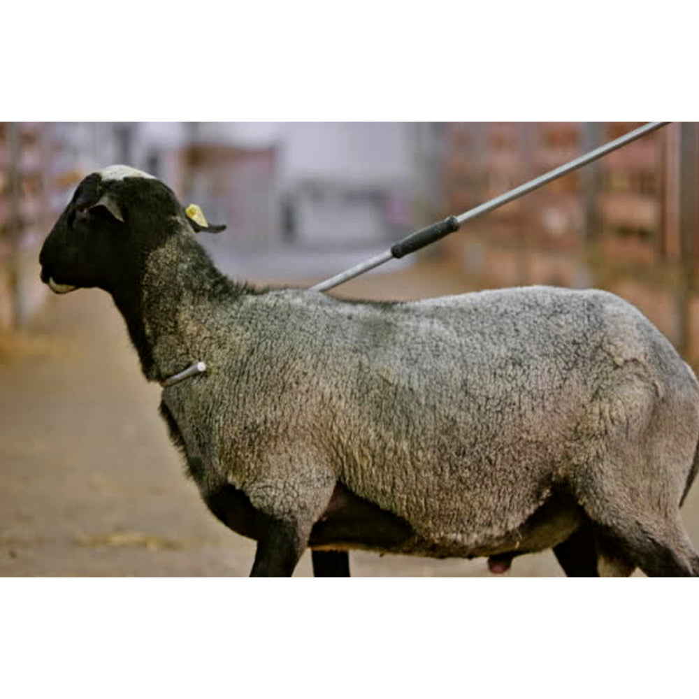 Bastone da pastore con presa per il collo e gamba