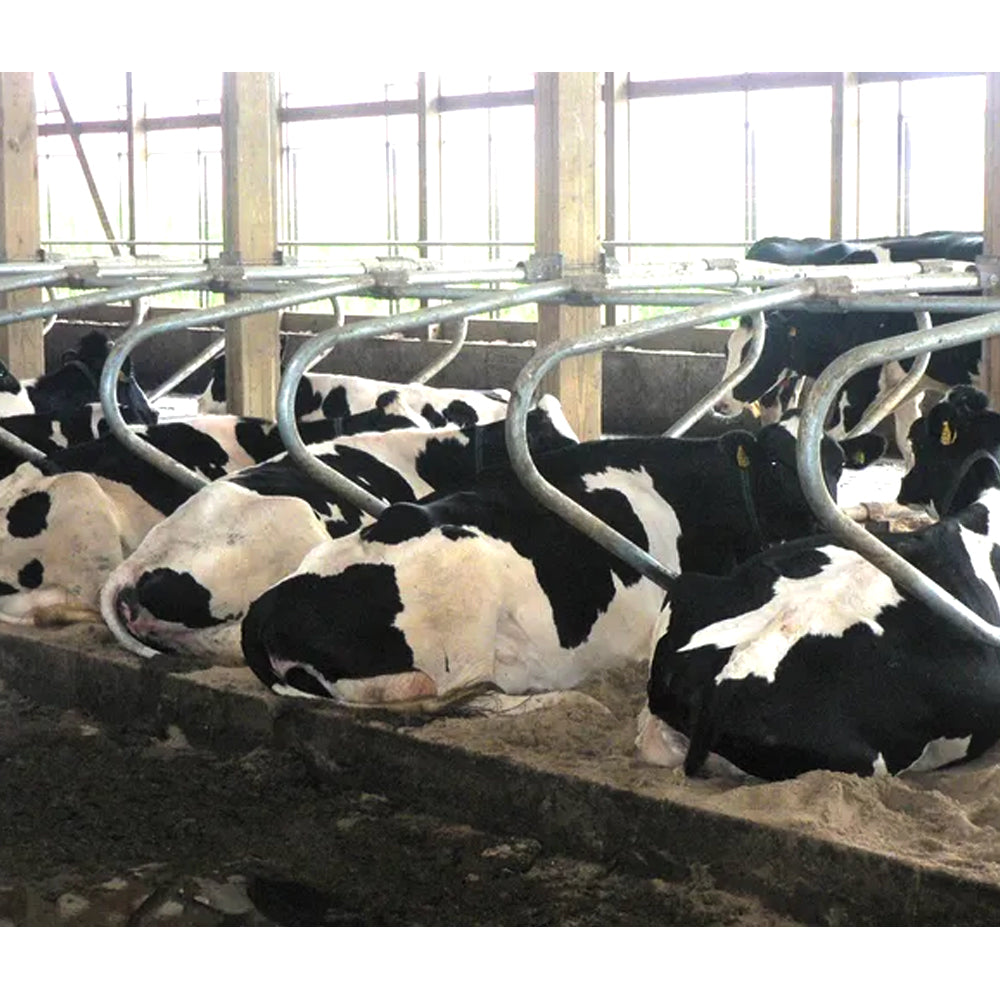 Supporto per cuccetta Universale per bovini giovani