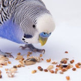 Deuka Wellensittich 20 kg mangime per uccelli inverno