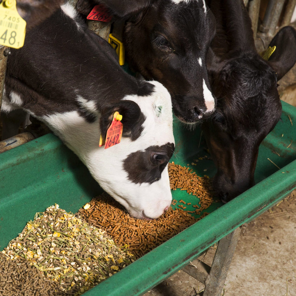 Beikircher Mangimi - Pulmosan Pellet 15Kg Con Selenio Organico, Polifenoli Antiossidanti